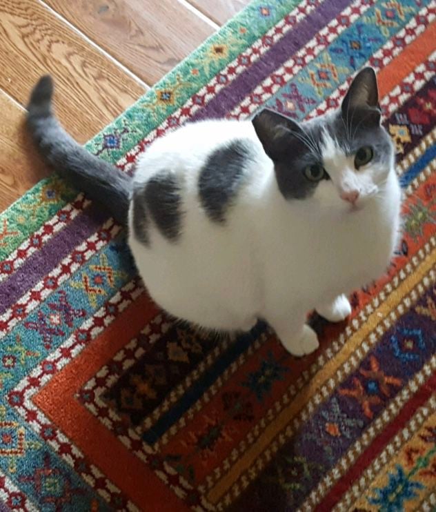 Pic of the Litter: Kitty Berndt